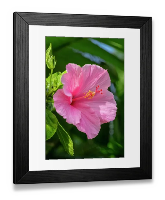 Framed Print : Pink Chinese hibiscus Framed Print : Pink Chinese hibiscus