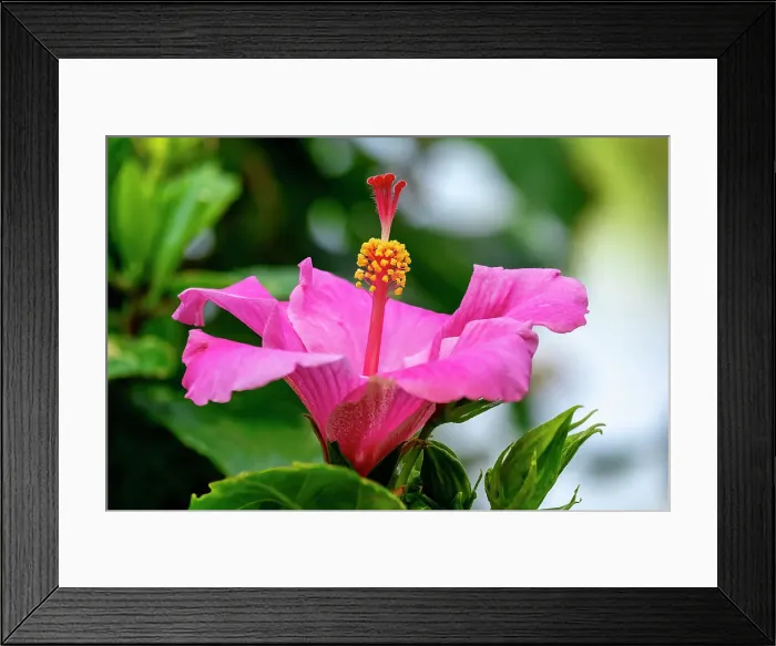 Framed Print : Pink Chinese hibiscus