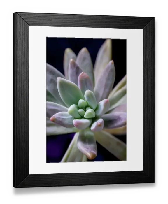 Framed Print : Graptosedum Francesco Baldi succulent Framed Print : Graptosedum Francesco Baldi succulent