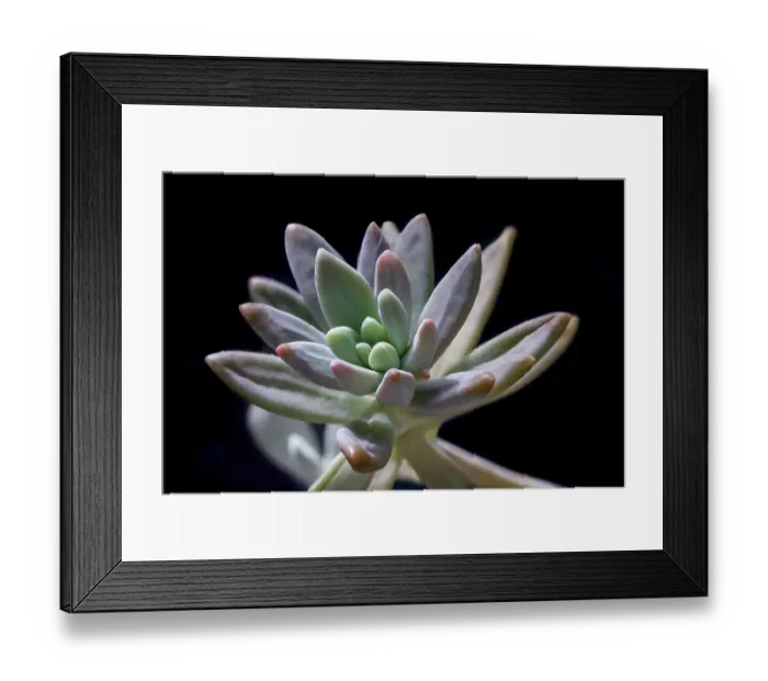 Framed Print : Graptosedum Francesco Baldi succulent Framed Print : Graptosedum Francesco Baldi succulent