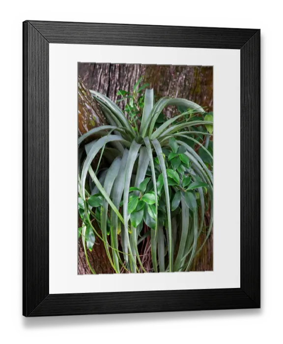 Framed Print : Air plant