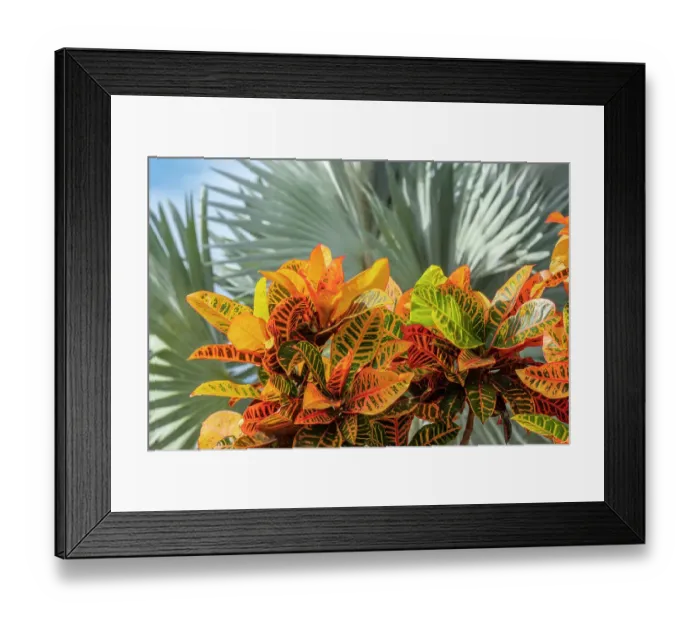 Framed Print : Variegated Croton Framed Print : Variegated Croton
