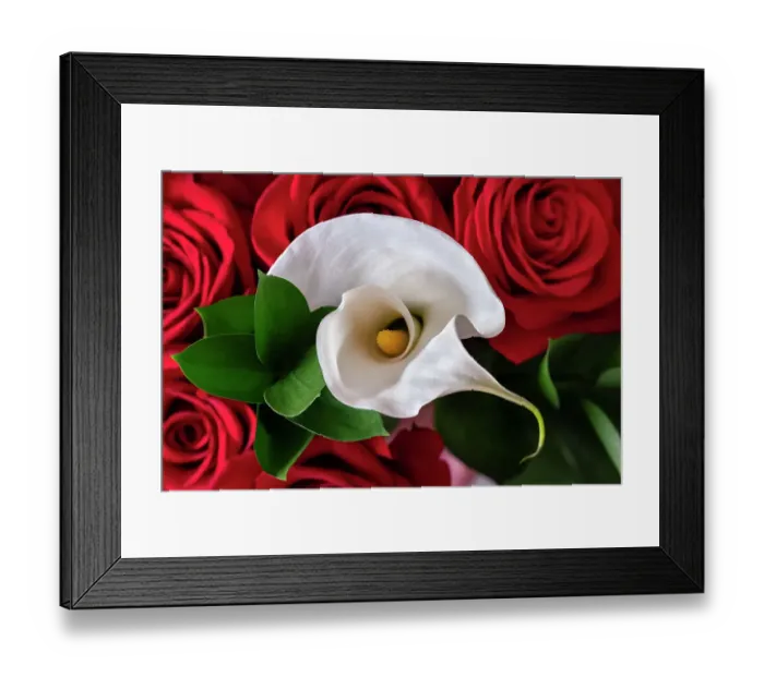 Framed Print : Red rose and white Calla lily Framed Print : Red rose and white Calla lily