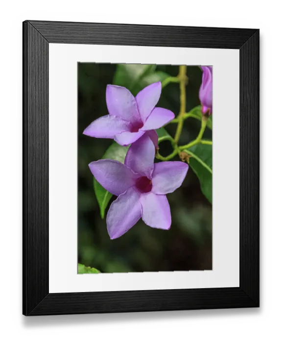 Framed Print : A beautiful flower of rubber vine Framed Print : A beautiful flower of rubber vine