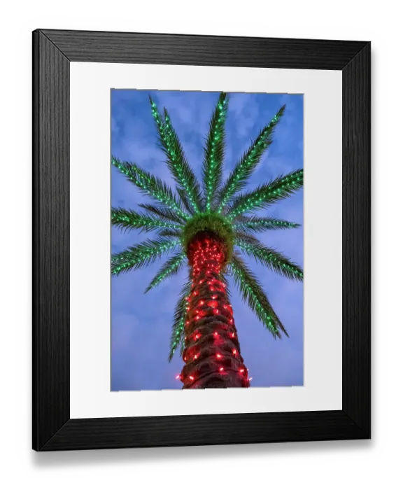 Framed Print : Christmas lights on a palm tree Framed Print : Christmas lights on a palm tree