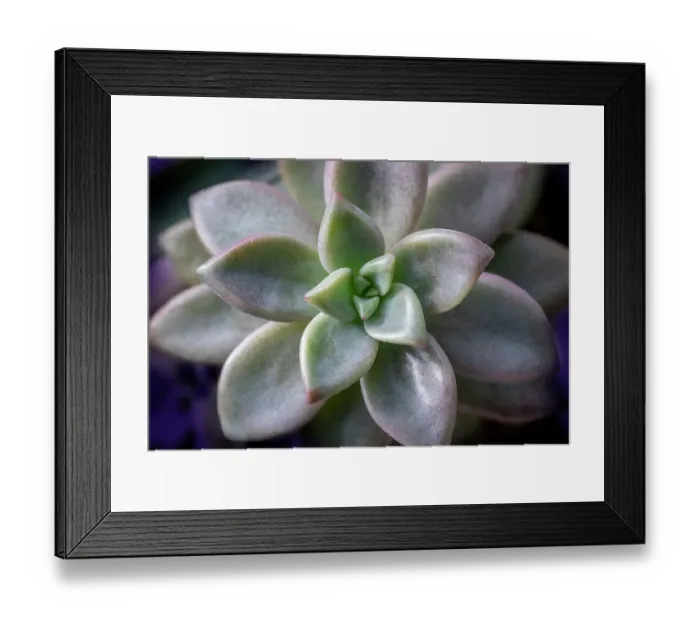 Framed Print : Graptosedum Francesco Baldi succulent Framed Print : Graptosedum Francesco Baldi succulent