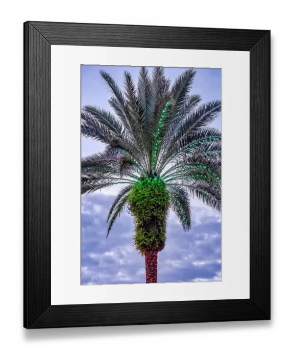 Framed Print : Christmas lights on a palm tree Framed Print : Christmas lights on a palm tree