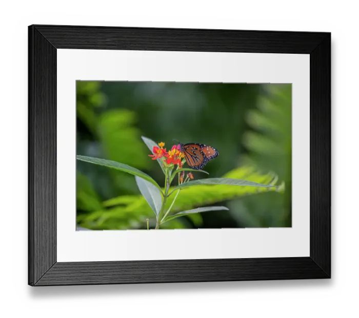 Framed Print : Rare monarch butterflies on butterfly milkweed Framed Print : Rare monarch butterflies on butterfly milkweed