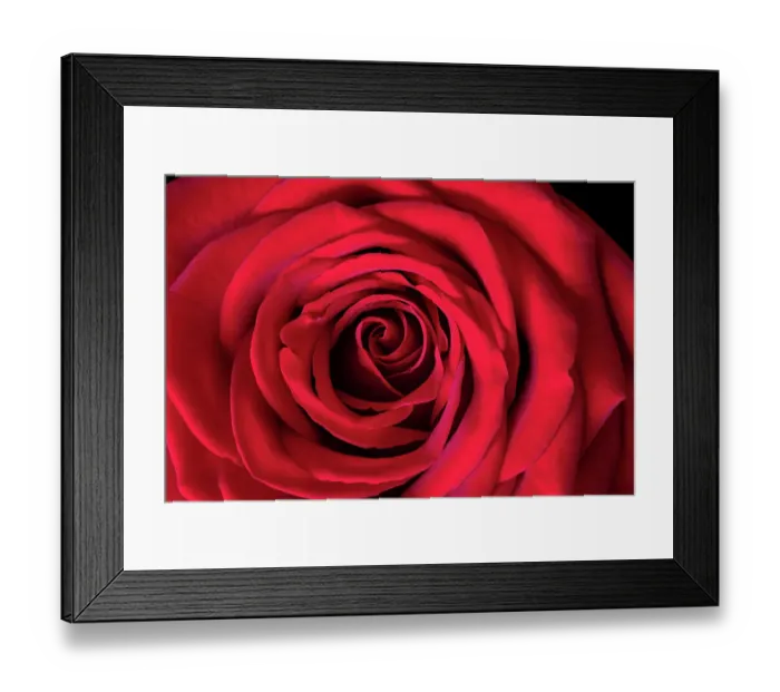 Framed Print : Roses are Red Framed Print : Roses are Red