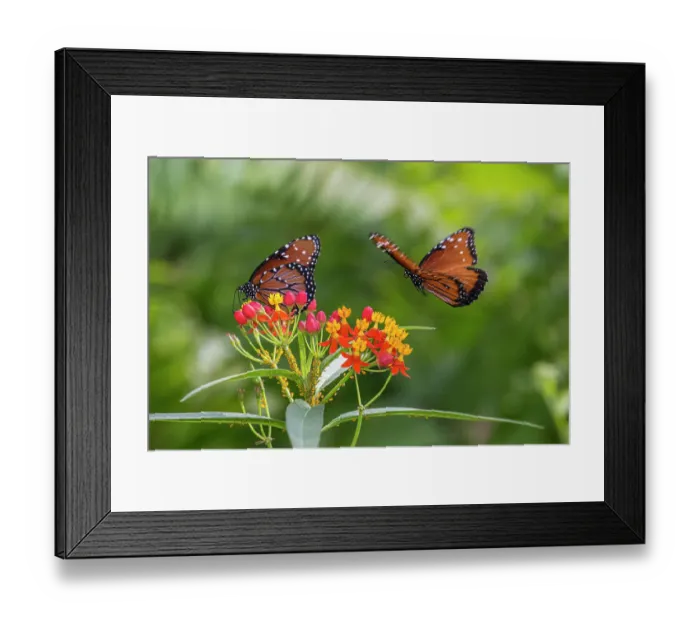 Framed Print : Rare monarch butterflies on butterfly milkweed