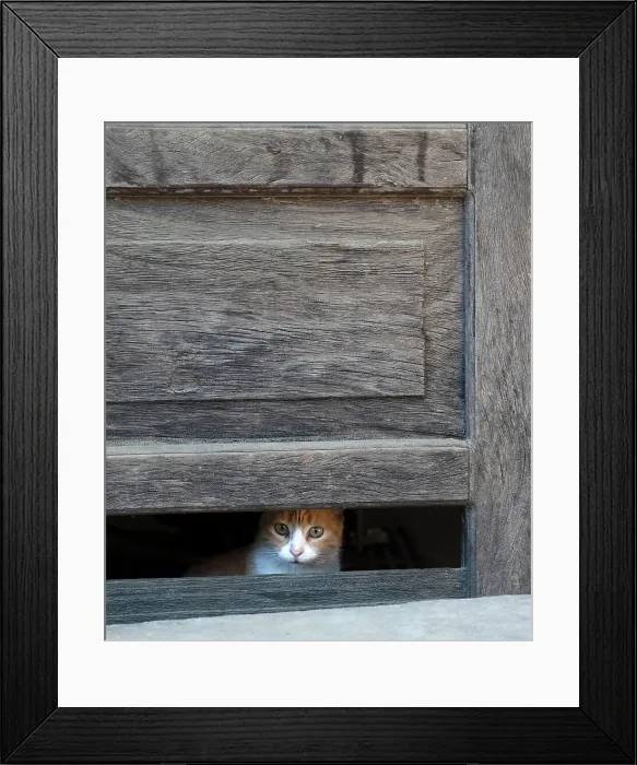 Framed Print : Cat looking through missing panel in the door