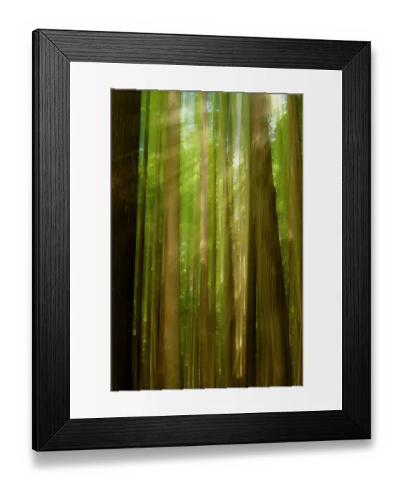 Framed Print : The diffuse sunrays stream through tall trees in a green forest