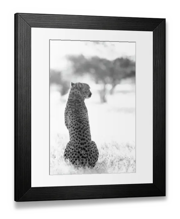 Framed Print : Rescued cheetah, Otjiwarongo in Namibia, Africa Framed Print : Rescued cheetah, Otjiwarongo in Namibia, Africa