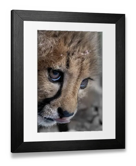 Framed Print : Rescued cheetah, Otjiwarongo in Namibia, Africa Framed Print : Rescued cheetah, Otjiwarongo in Namibia, Africa