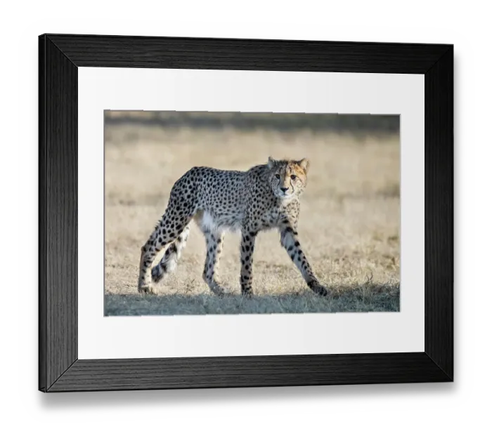 Framed Print : Rescued cheetah, Otjiwarongo in Namibia, Africa