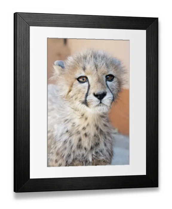 Framed Print : Rescued cheetah, Otjiwarongo in Namibia, Africa