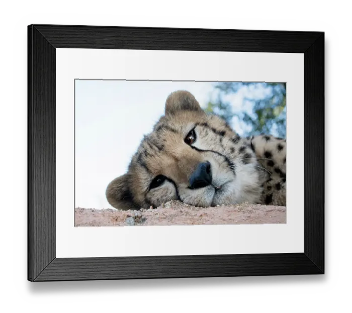 Framed Print : Rescued cheetah, Otjiwarongo in Namibia, Africa Framed Print : Rescued cheetah, Otjiwarongo in Namibia, Africa