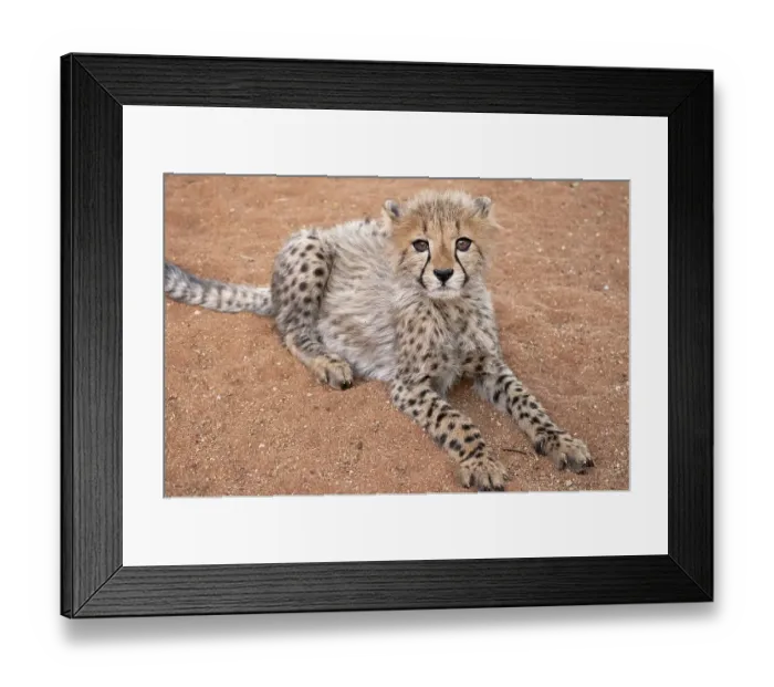 Framed Print : Rescued cheetah, Otjiwarongo in Namibia, Africa