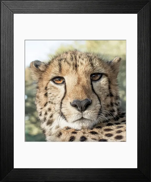 Framed Print : Rescued cheetah, Otjiwarongo in Namibia, Africa Framed Print : Rescued cheetah, Otjiwarongo in Namibia, Africa