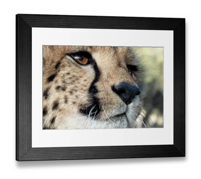 Framed Print : Rescued cheetah, Otjiwarongo in Namibia, Africa Framed Print : Rescued cheetah, Otjiwarongo in Namibia, Africa