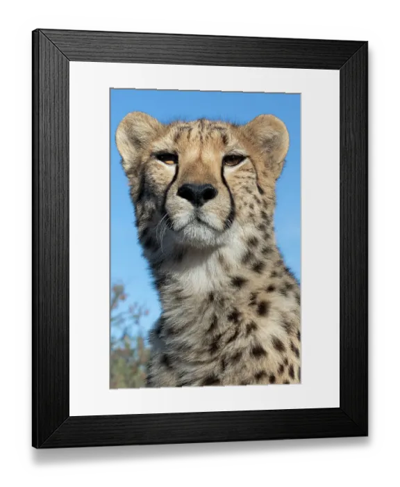 Framed Print : Rescued cheetah, Otjiwarongo in Namibia, Africa