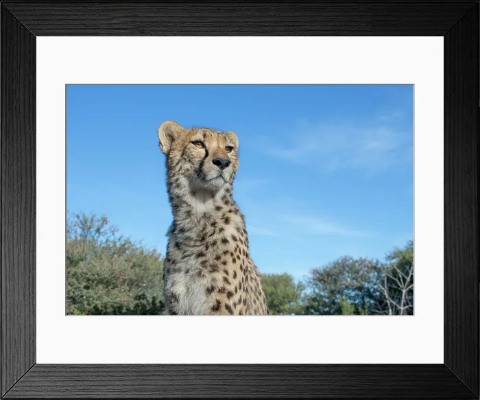 Framed Print : Rescued cheetah, Otjiwarongo in Namibia, Africa