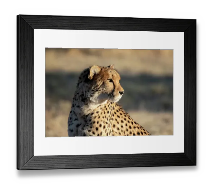 Framed Print : Rescued cheetah, Otjiwarongo in Namibia, Africa