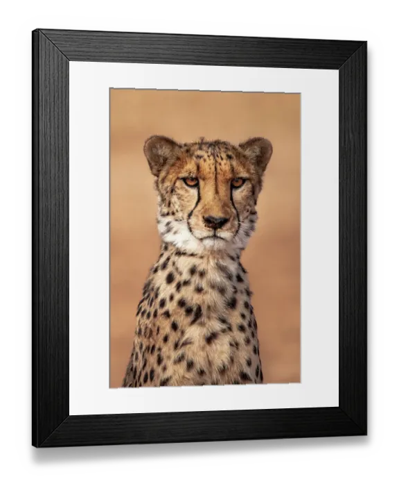 Framed Print : Rescued cheetah, Otjiwarongo in Namibia, Africa