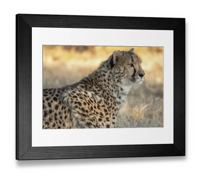 Framed Print : Rescued cheetah, Otjiwarongo in Namibia, Africa Framed Print : Rescued cheetah, Otjiwarongo in Namibia, Africa