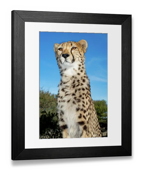 Framed Print : Rescued cheetah, Otjiwarongo in Namibia, Africa