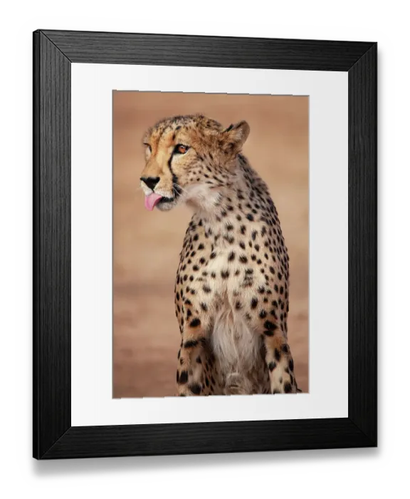 Framed Print : Rescued cheetah, Otjiwarongo in Namibia, Africa
