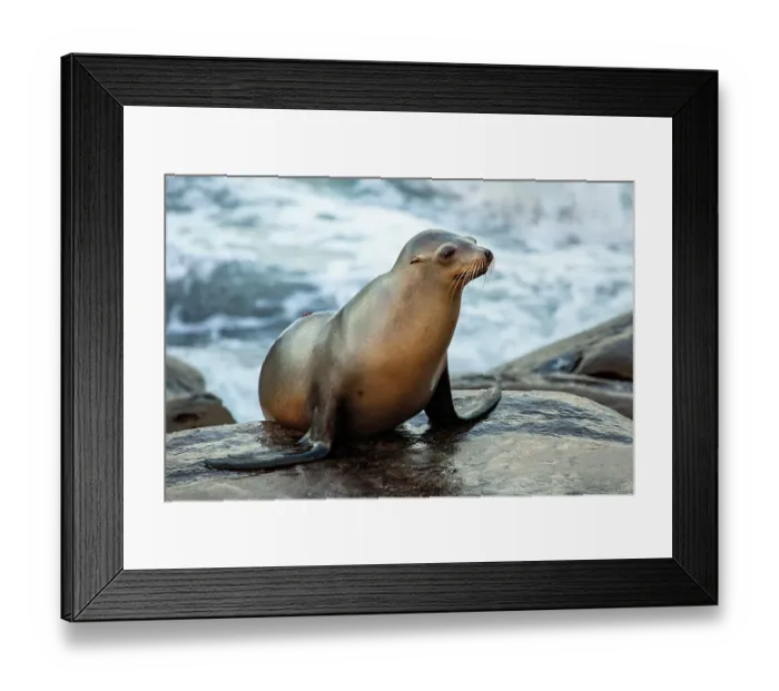 Framed Print : La Jolla, California. Sea lion Framed Print : La Jolla, California. Sea lion
