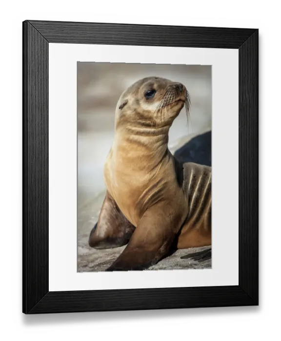 Framed Print : La Jolla, California. Sea lion Framed Print : La Jolla, California. Sea lion