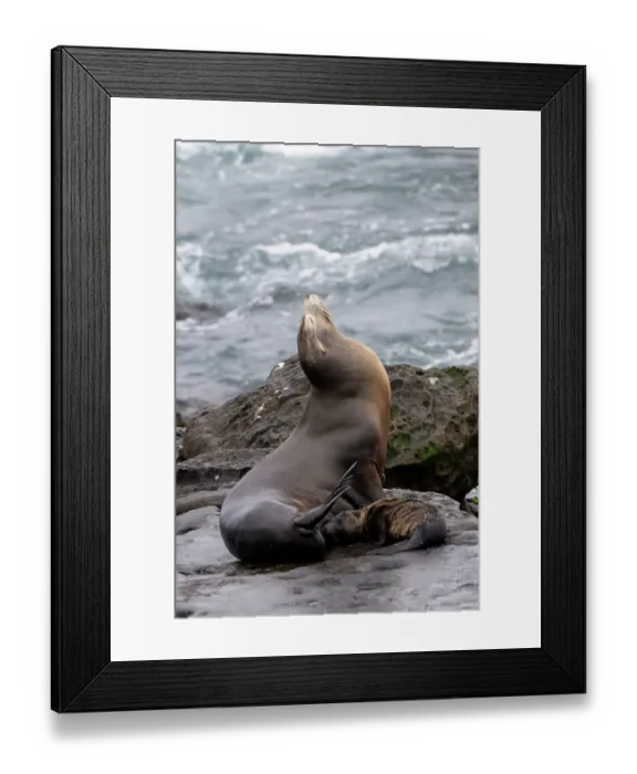 Framed Print : California sea lion La Jolla, California Framed Print : California sea lion La Jolla, California