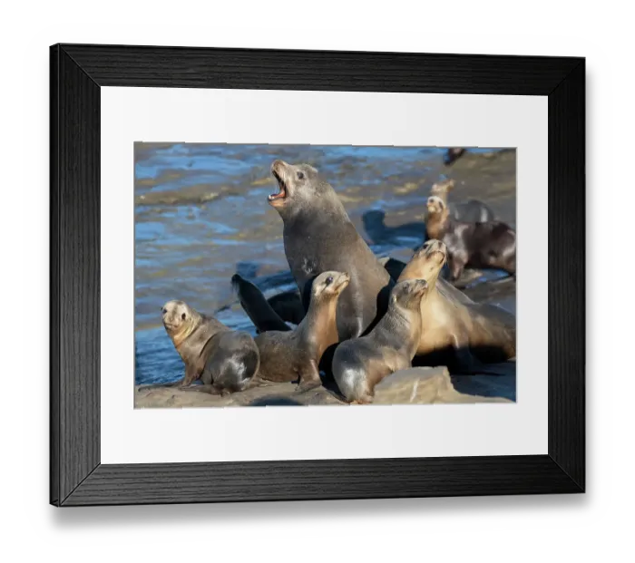 Framed Print : La Jolla, California. Sea lion