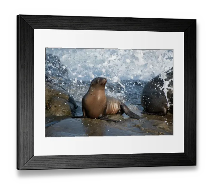Framed Print : California sea lion La Jolla, California Framed Print : California sea lion La Jolla, California