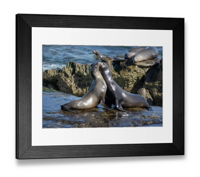 Framed Print : La Jolla, California. Sea lion Framed Print : La Jolla, California. Sea lion