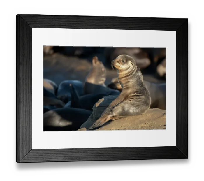 Framed Print : La Jolla, California. Sea lion Framed Print : La Jolla, California. Sea lion