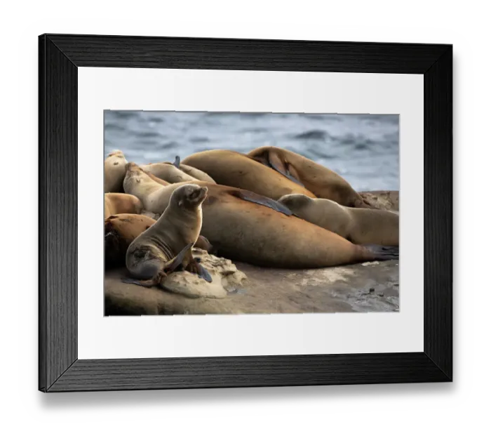 Framed Print : La Jolla, California. Sea lion