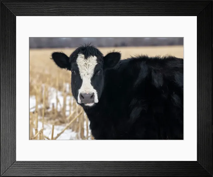 Framed Print : Cows in Nebraska Framed Print : Cows in Nebraska