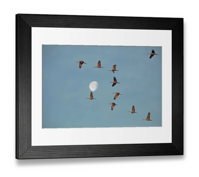 Framed Print : Sandhill cranes flying in Nebraska during spring migration