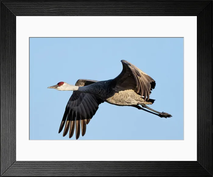 Framed Print : Sandhill cranes flying in Nebraska during spring migration Framed Print : Sandhill cranes flying in Nebraska during spring migration