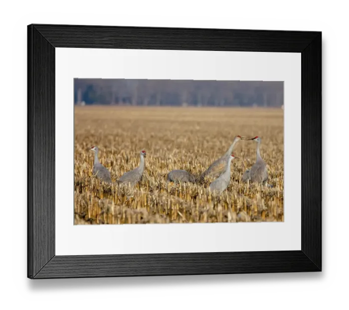 Framed Print : Sandhill cranes in cornfield in Nebraska during spring migration Framed Print : Sandhill cranes in cornfield in Nebraska during spring migration
