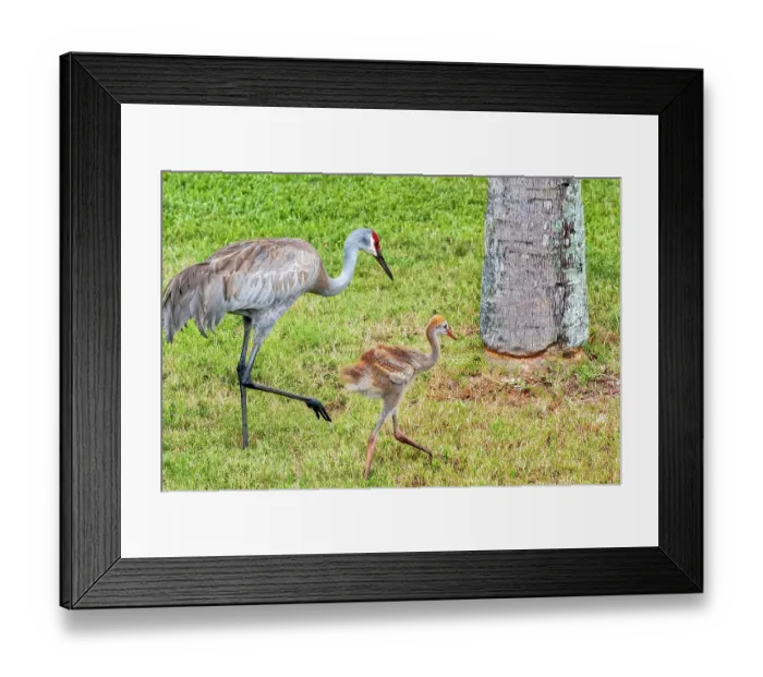 Framed Print : Mother and baby sandhill crane Framed Print : Mother and baby sandhill crane