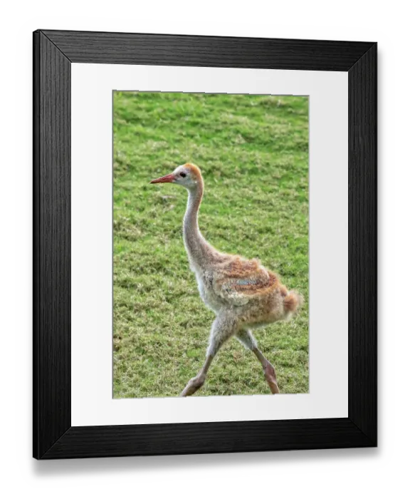 Framed Print : Baby sandhill crane Framed Print : Baby sandhill crane