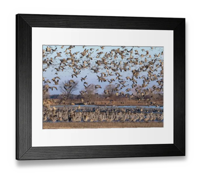 Framed Print : Sandhill cranes flying in Nebraska during spring migration