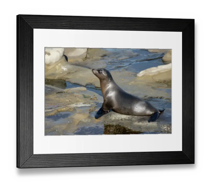 Framed Print : La Jolla, California. Sea lion Framed Print : La Jolla, California. Sea lion