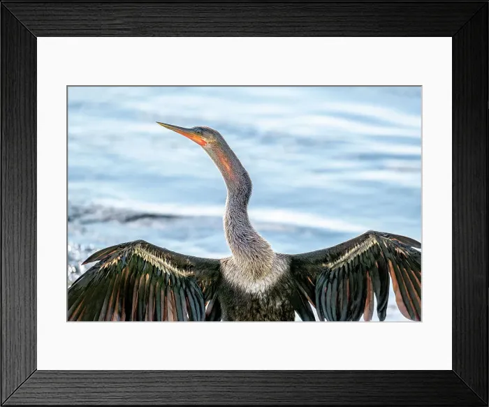 Framed Print : Anhinga drying its wings Framed Print : Anhinga drying its wings