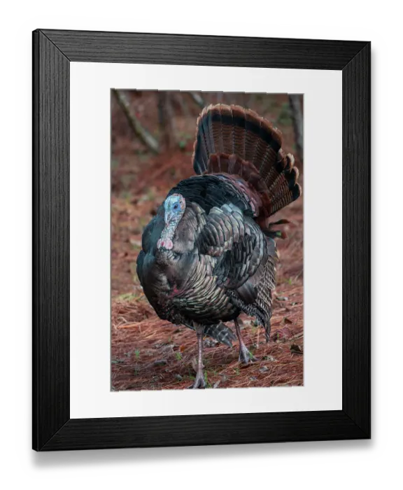 Framed Print : Wild turkey