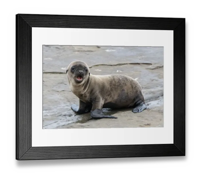 Framed Print : La Jolla, California. Sea lion Framed Print : La Jolla, California. Sea lion